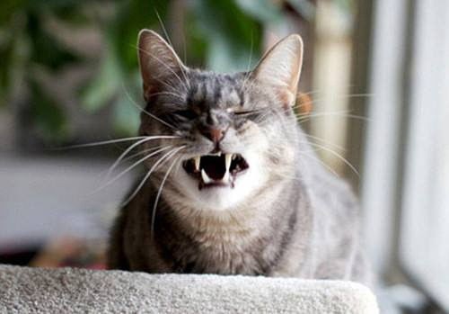 猫咪流鼻涕,宠物护理小贴士