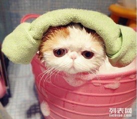 猫咪轻咬留痕,宠物护理小贴士!