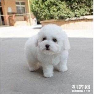 比熊红疙瘩,宠物护理小贴士!