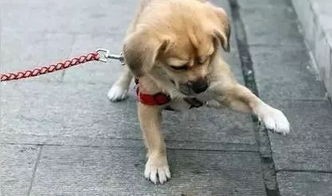 “狗狗睡觉爪子疼,宠物护理小贴士!”
