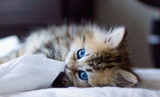 猫咪长藓怎么办?宠物护理小贴士!