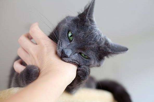 猫咪长藓怎么办?宠物护理小贴士!