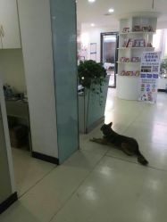 德阳宠物医院：宠物健康护理指南？德阳市宠物医院排名及服务项目介绍