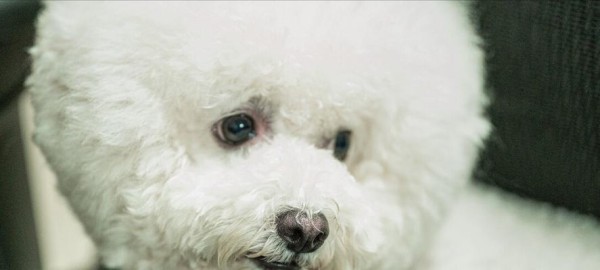 以比熊犬眼睛为中心的宠物护理指南