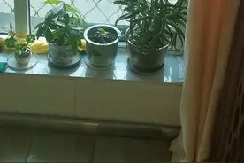 新家具除味除甲醛方法视频封面