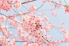 鱼缸不宜作为礼物的文化内涵解析