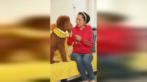 万万没想到铲屎官这么偏心