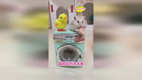 猫和鼠都有自己的洗衣机啦