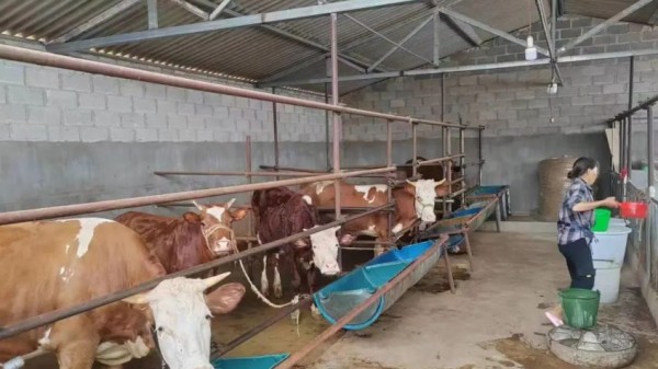 Cattle breeding, Baoshan Yunnan