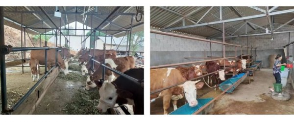 Cattle breeding, Baoshan Yunnan