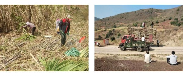 Sugar cane harvesting, Baoshan Yunnan