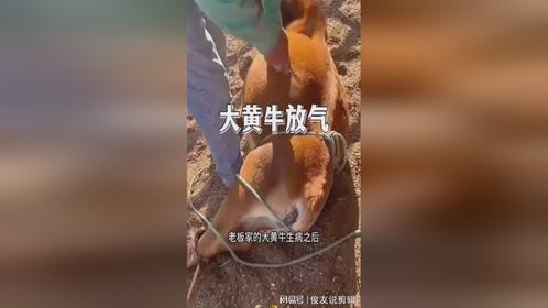 大黄牛放气，效果很不错