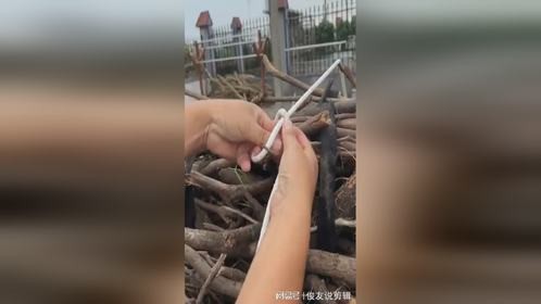 学会如何结实绑柴火的正确方法