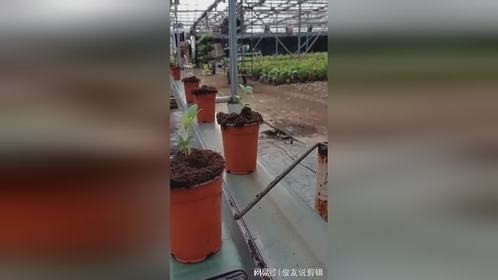 简易自动转弯装置，提升绿植养护效率，老板会赞赏我的创造力！