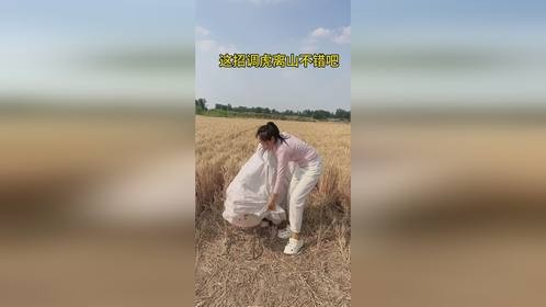 这招调虎离山不错吧