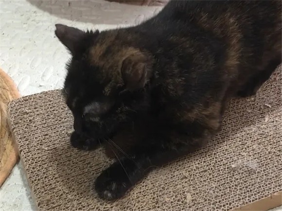 猫咪喜欢的从来不是奢华的家，六招检查居家环境
