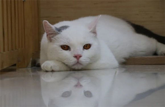 猫咪喜欢的从来不是奢华的家，六招检查居家环境
