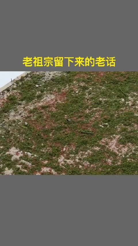 传统智慧指引生活哲学，尊重自然维系和谐