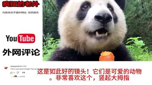 外网热评大熊猫，韩网友-就一只黑白动物罢了