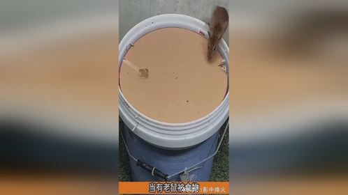 牛人发明的捕鼠神器