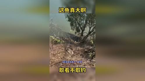 这鱼真大啊