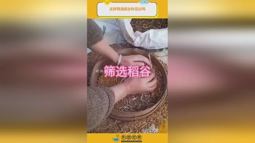 这样筛选稻谷你见过吗