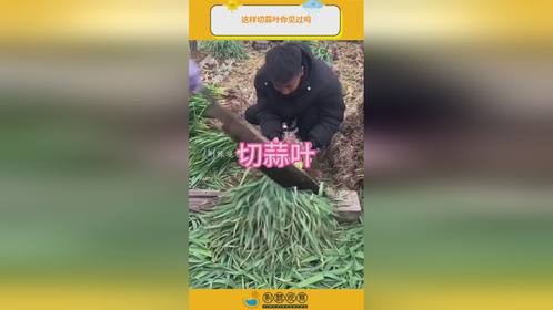 这样切蒜叶你见过吗