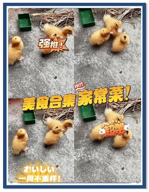 小鸭子的生活中文版 看看鸭妈妈怎样照顾小鸭子