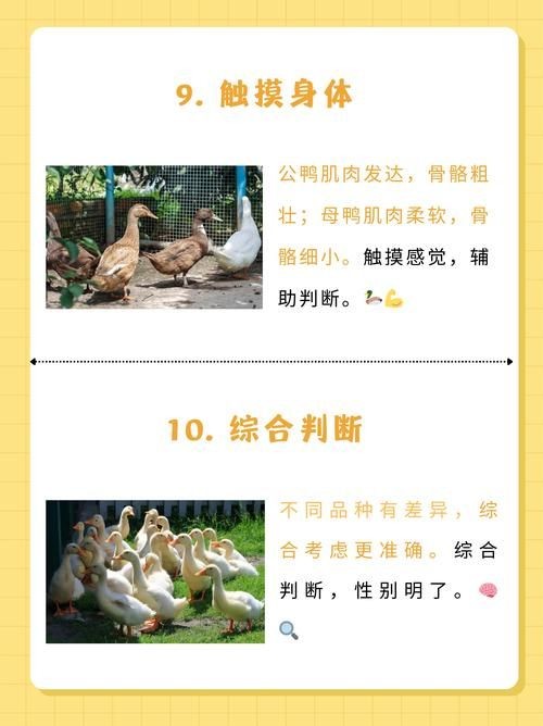 小鸭子的生活中文版 看看鸭妈妈怎样照顾小鸭子