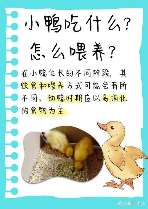 小鸭子的生活中文版 看看鸭妈妈怎样照顾小鸭子
