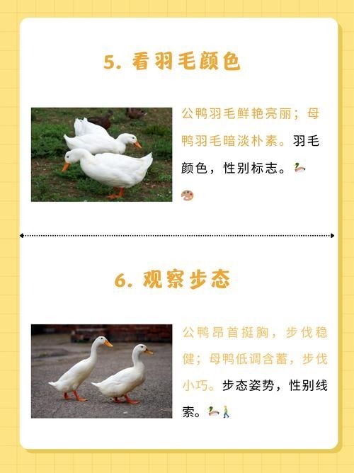 小鸭子的生活中文版 看看鸭妈妈怎样照顾小鸭子