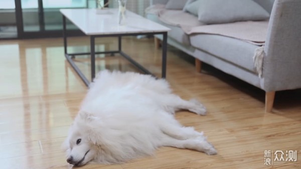 Pawbby宠物零食机体验，相隔千里亦可照顾小主_新浪众测