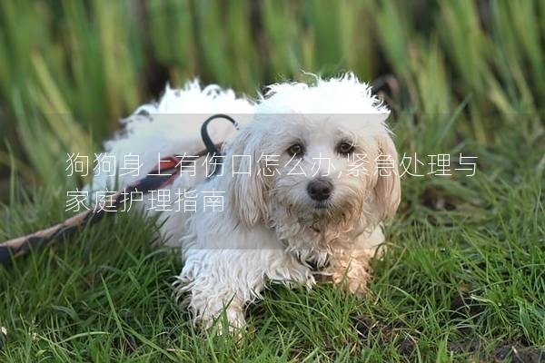 狗狗身上有伤口怎么办,紧急处理与家庭护理指南