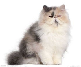 打造波斯猫健康快乐生活指南