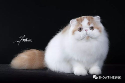打造波斯猫健康快乐生活指南