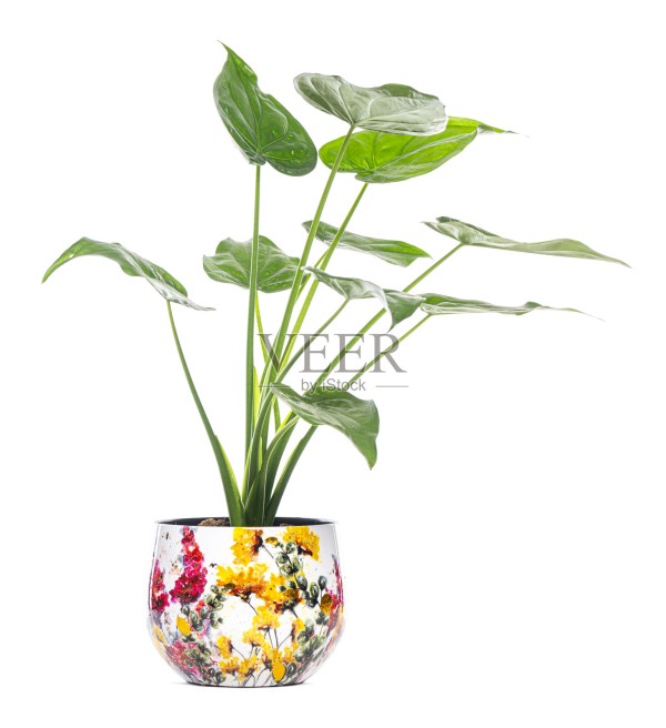 生机勃勃的绿色植物在五彩缤纷的花盆中茁壮成长照片摄影图片