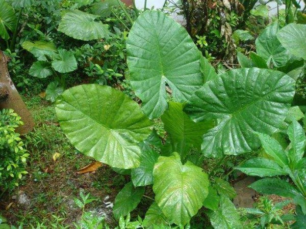 绿色植物可以装饰我们的生活环境，热爱生活的你不妨养一下