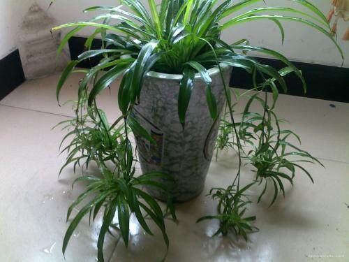 绿色植物可以装饰我们的生活环境，热爱生活的你不妨养一下