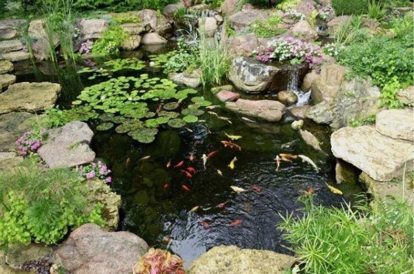 庭院水池旁边适合种哪些植物呢?