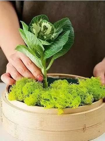 不用小蒸茏的小改造，变身景观花盆栽，点缀自家小院子