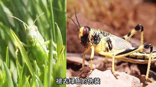 蝗虫的可怕堪比瘟疫和战争