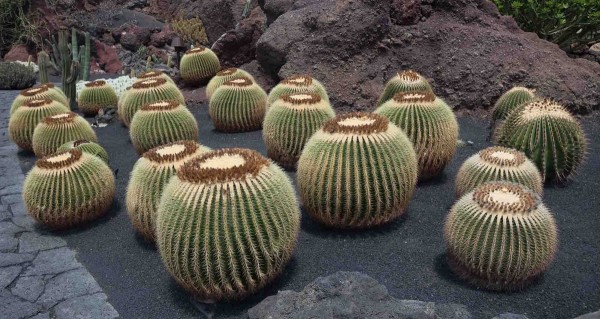 paisajismo sostenible con cactus