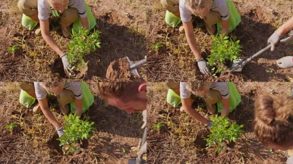 女性和男性园艺绿化活动家用铲子挖土并在地里种植一棵幼小的树苗。生态园艺、景观美化和土壤工作的概念。