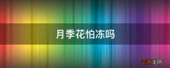 月季花怕冻吗