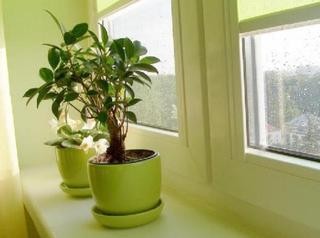 室内植物100种都有哪些?