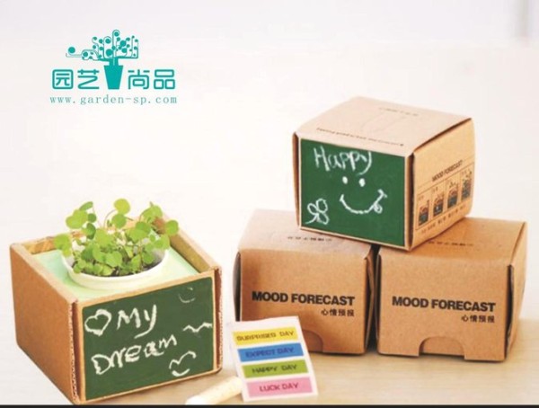 供应花卉盆栽 迷你植物 时尚园艺 DIY种植 热销 桌面装饰图片