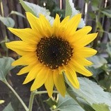 向日葵农夫