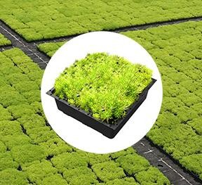 环境科学家屋顶绿化植物选择指南