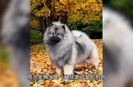 打造营养均衡的荷兰毛狮犬食谱：食物搭配有技巧
