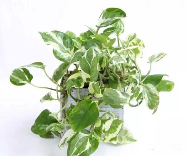 黄金葛